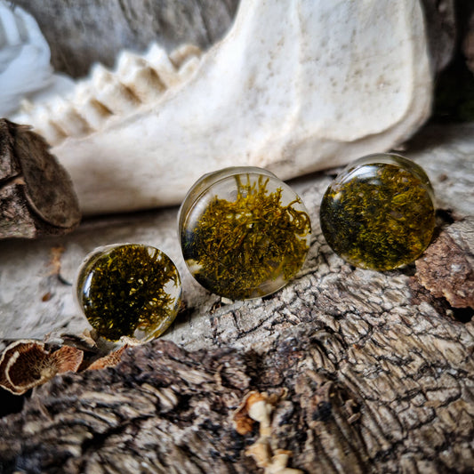 Moss plugs